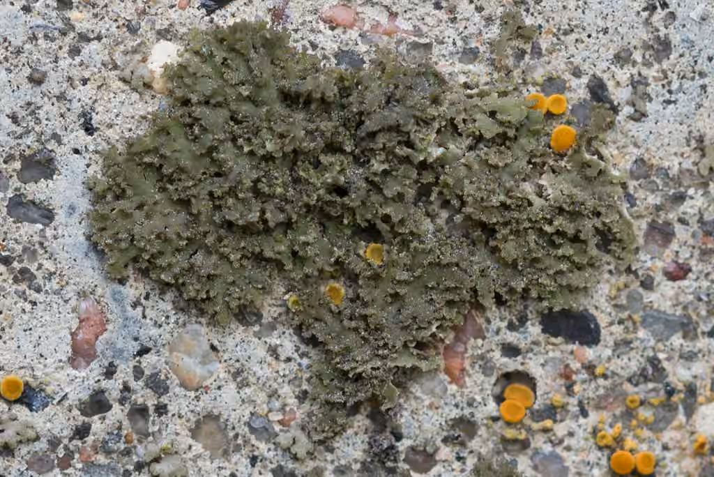 Sandy Oysters, photo 1 of 5