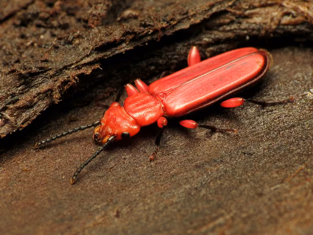 Cucujide rouge