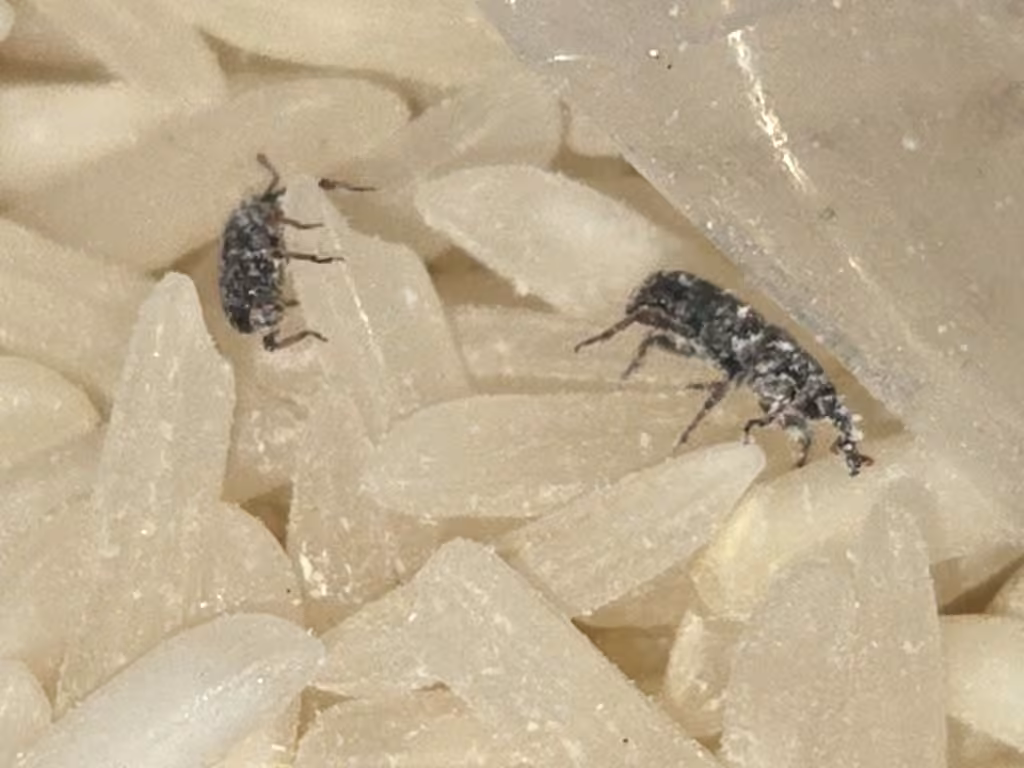 Rice Weevil, Adult