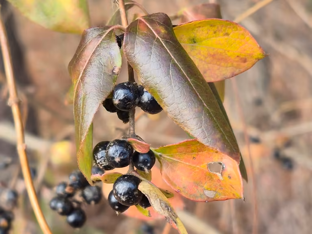 Chèvrefeuille du Japon, En fruits