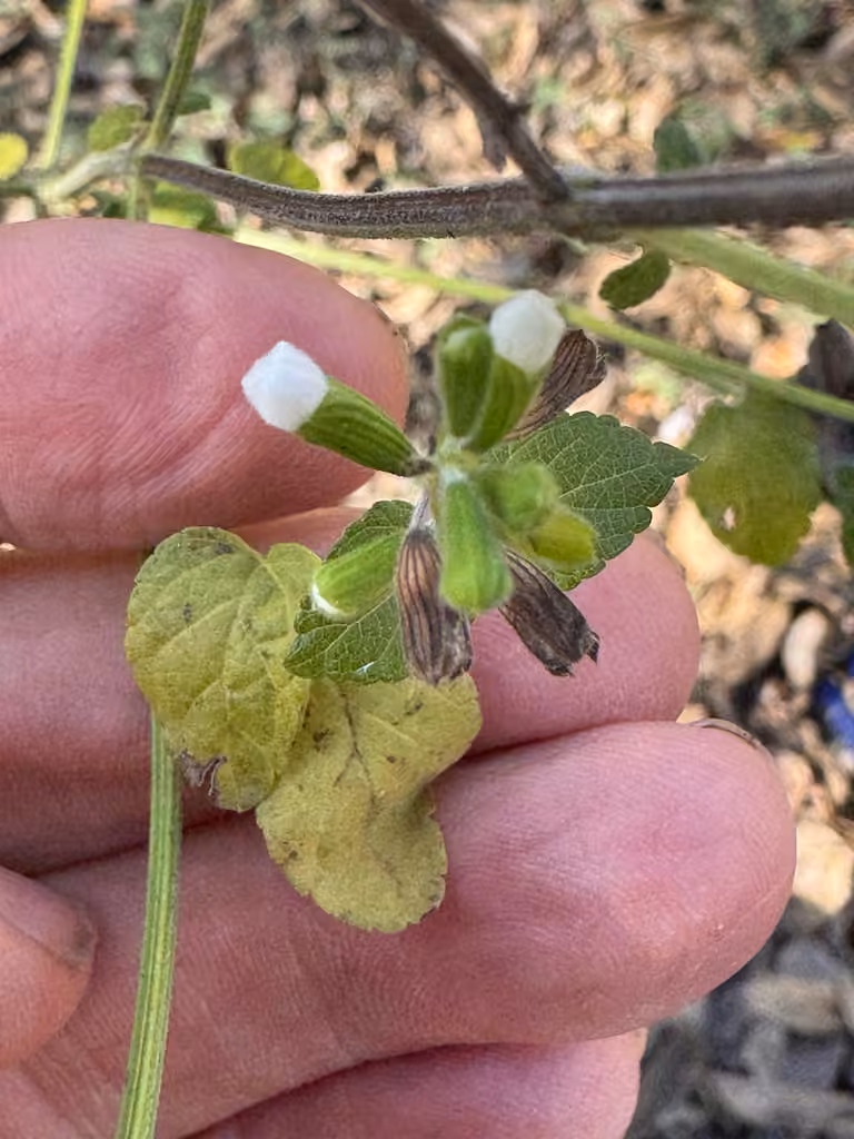 Blood sage, Flower buds