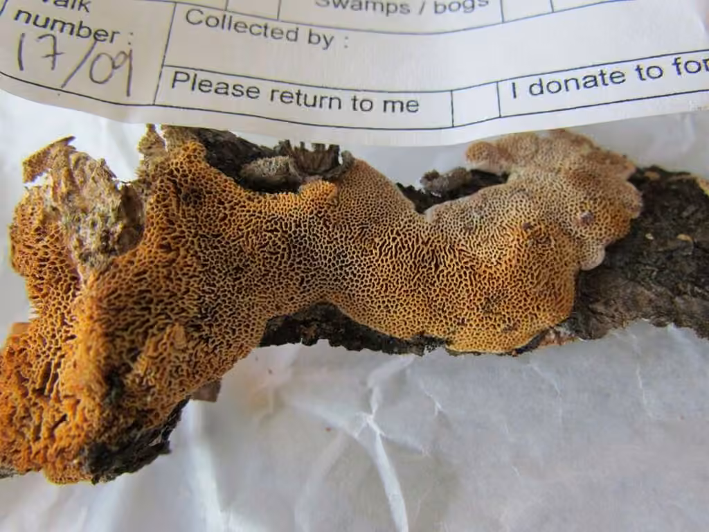 Fomitopsis malicola, photo 2 sur 5