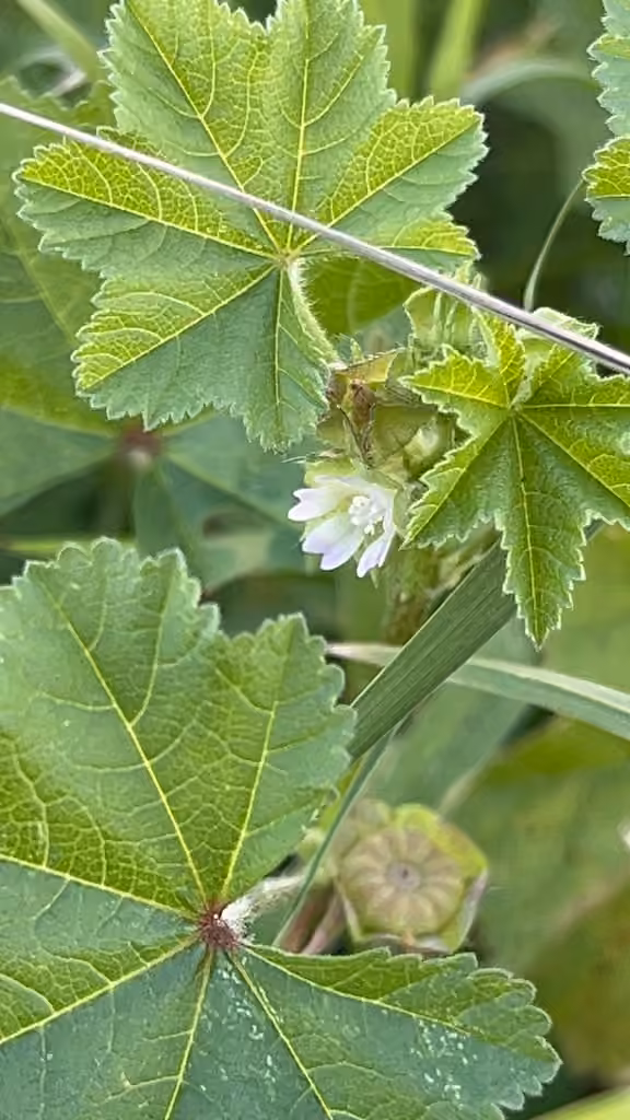 Mauve parviflore, En fleurs