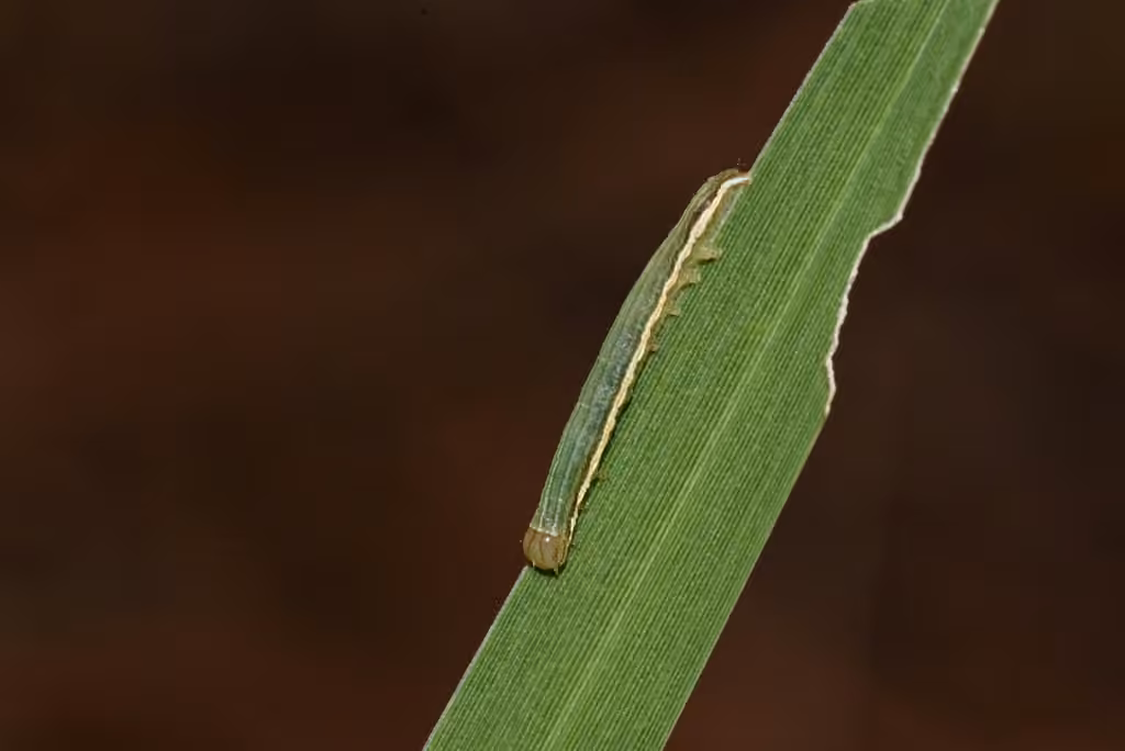 Green Cutworm Moth, Chenille