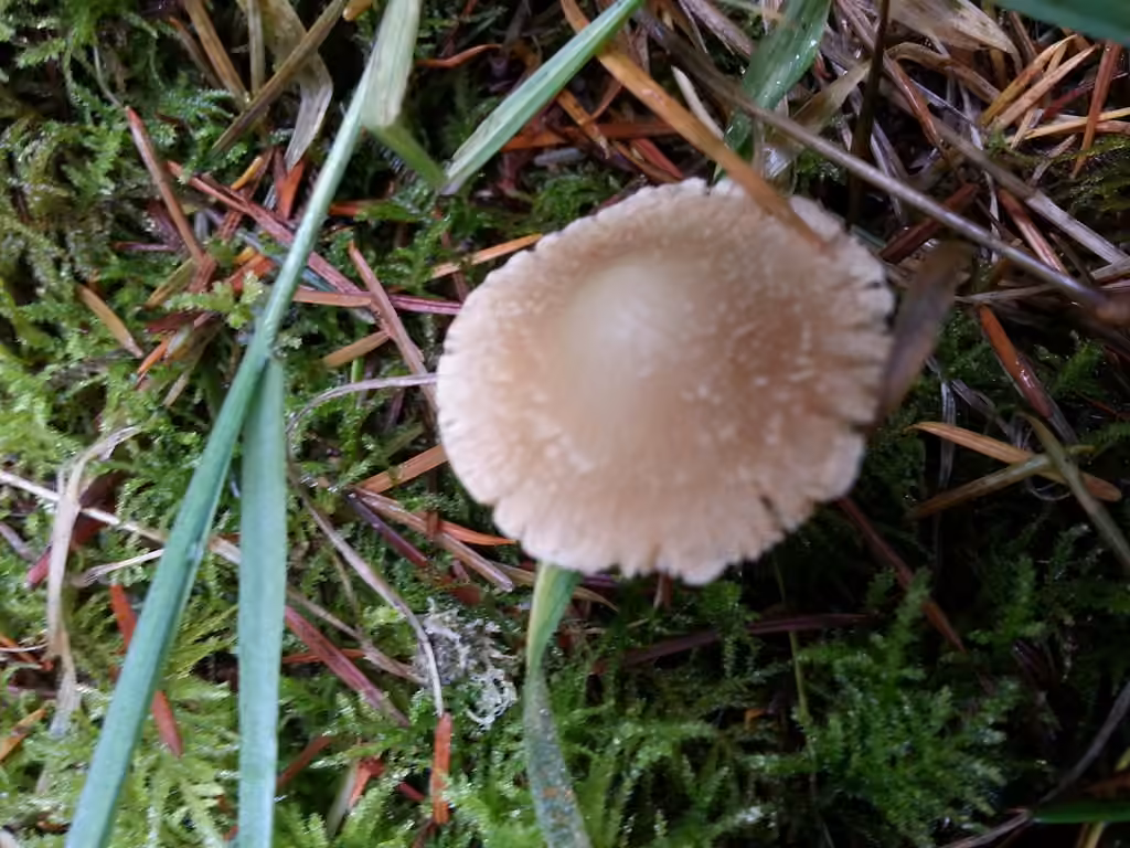 Inocybe à disque blanc, photo 2 sur 5