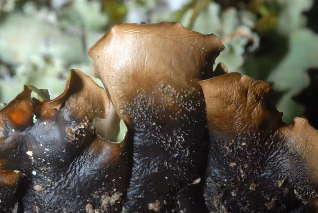 Chicita's Sea Storm Lichen