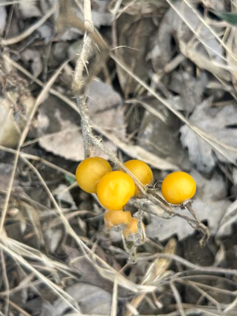 Bull nettle, In fruit