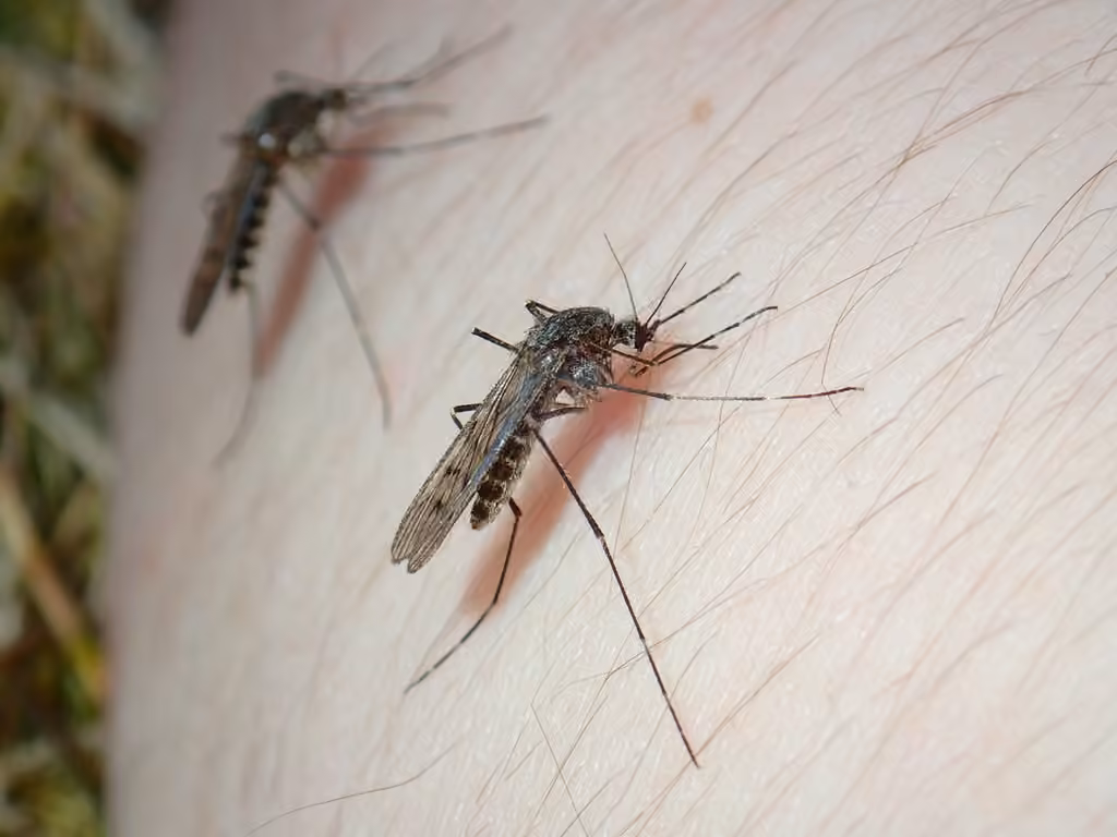 Alaskan winter mosquito, photo 1 of 5