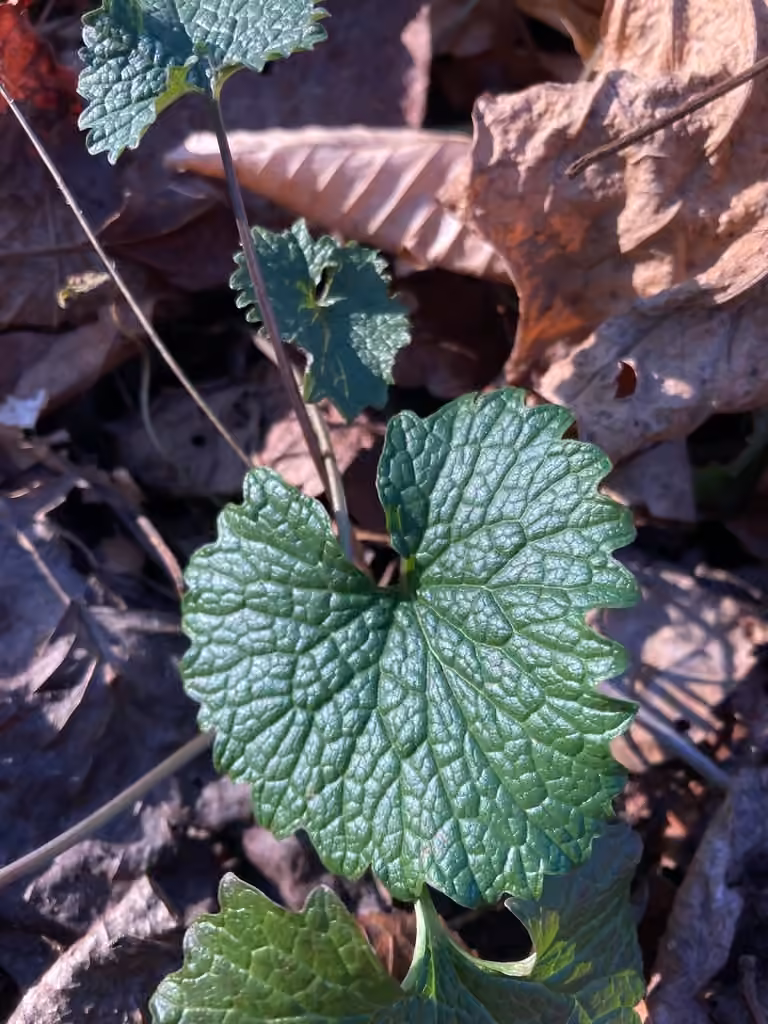Alliaire officinale, Sans fleurs ni fruits