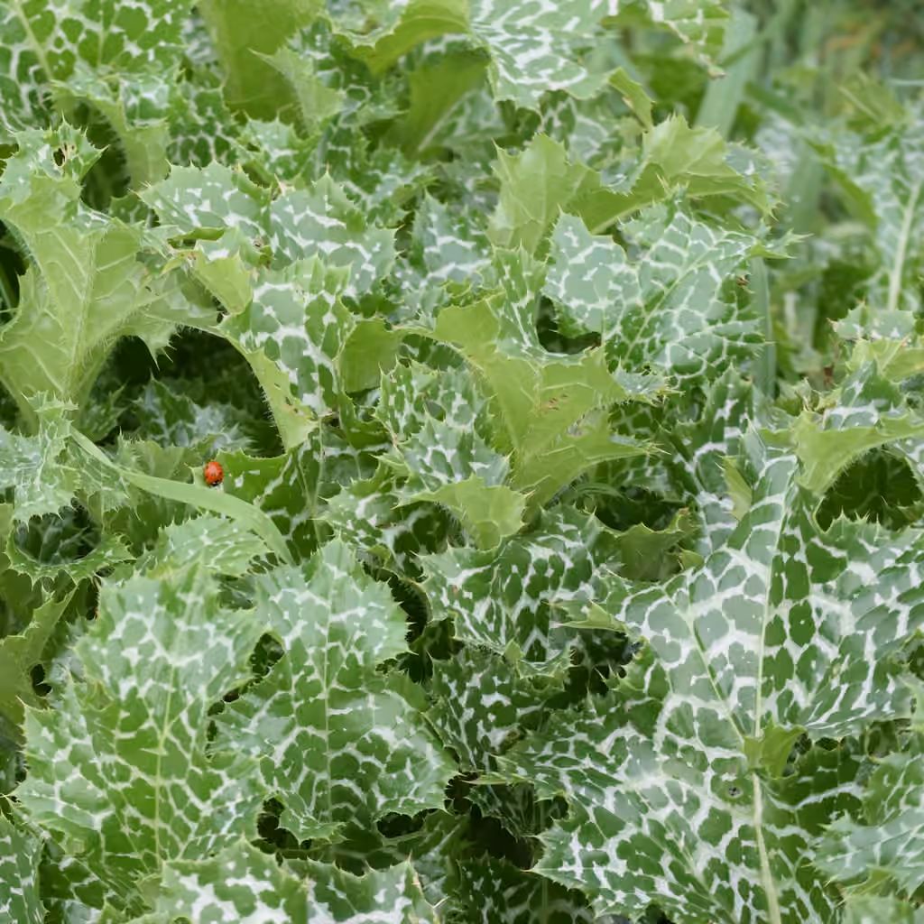 Chardon Marie, Sans fleurs ni fruits