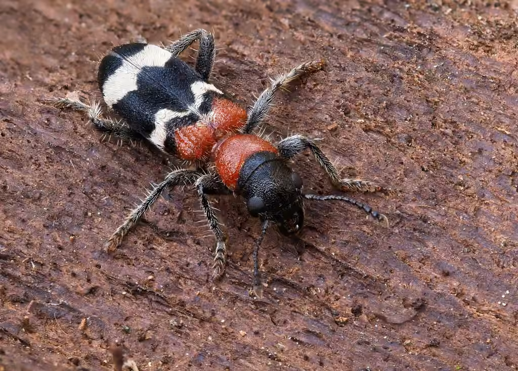 Clairon des fourmis, photo 1 sur 5