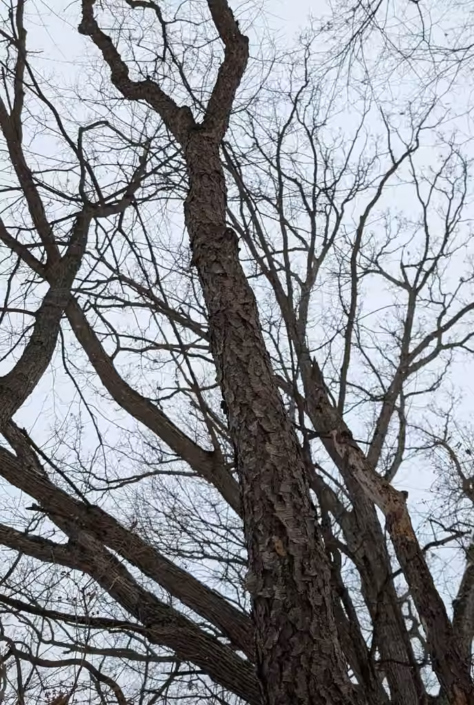 Cerisier tardif, Sans feuilles