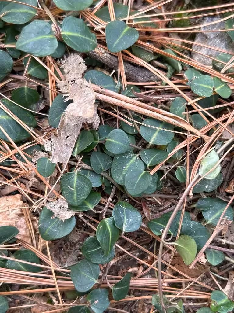 Partridgeberry, No flowers or fruits