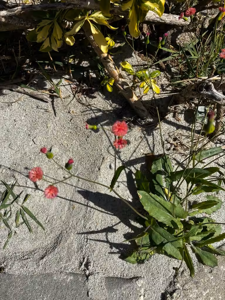 Florida tasselflower, In flower