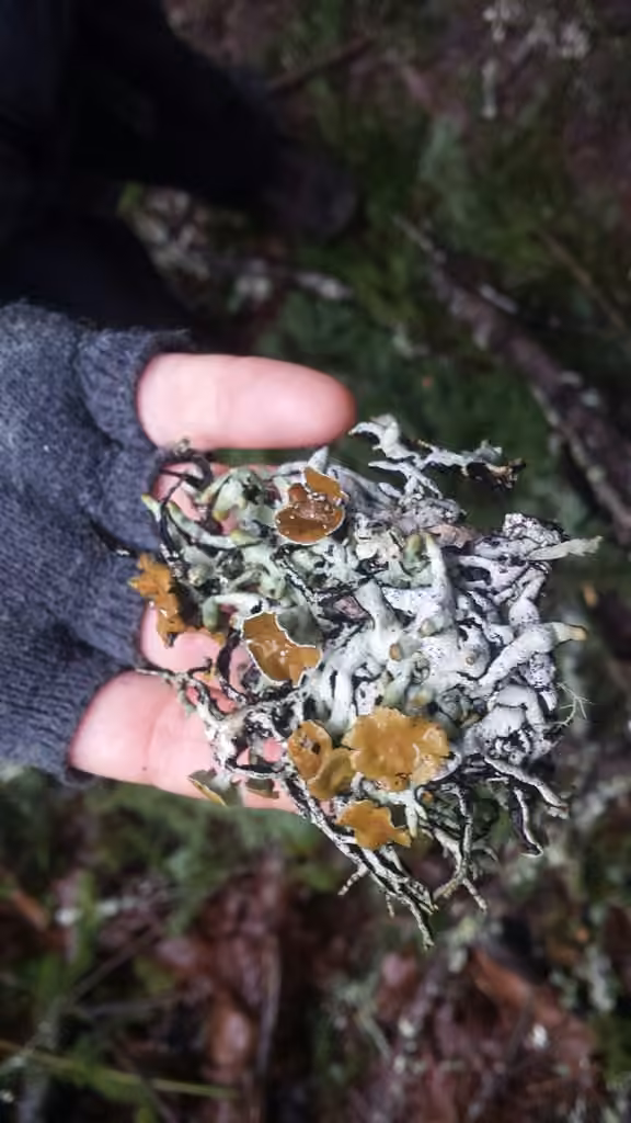 Budding Tube Lichen, photo 2 of 5