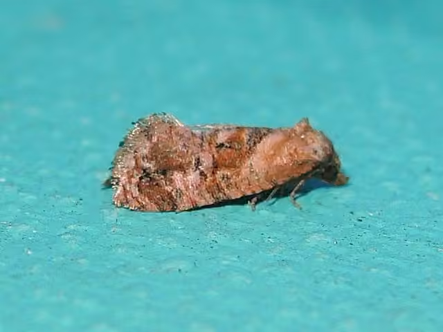 Pink-mottled Cochylichroa Moth, Adulte