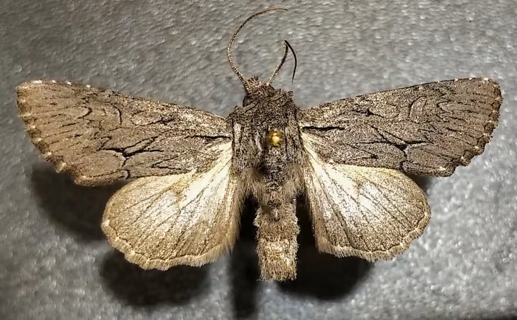 Dark Grey Fishia Moth, photo 1 sur 5
