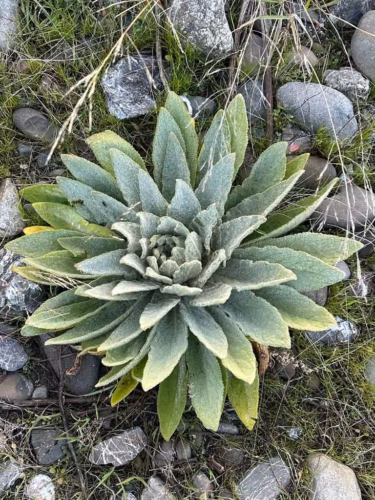 Grande molène, Sans fleurs ni fruits