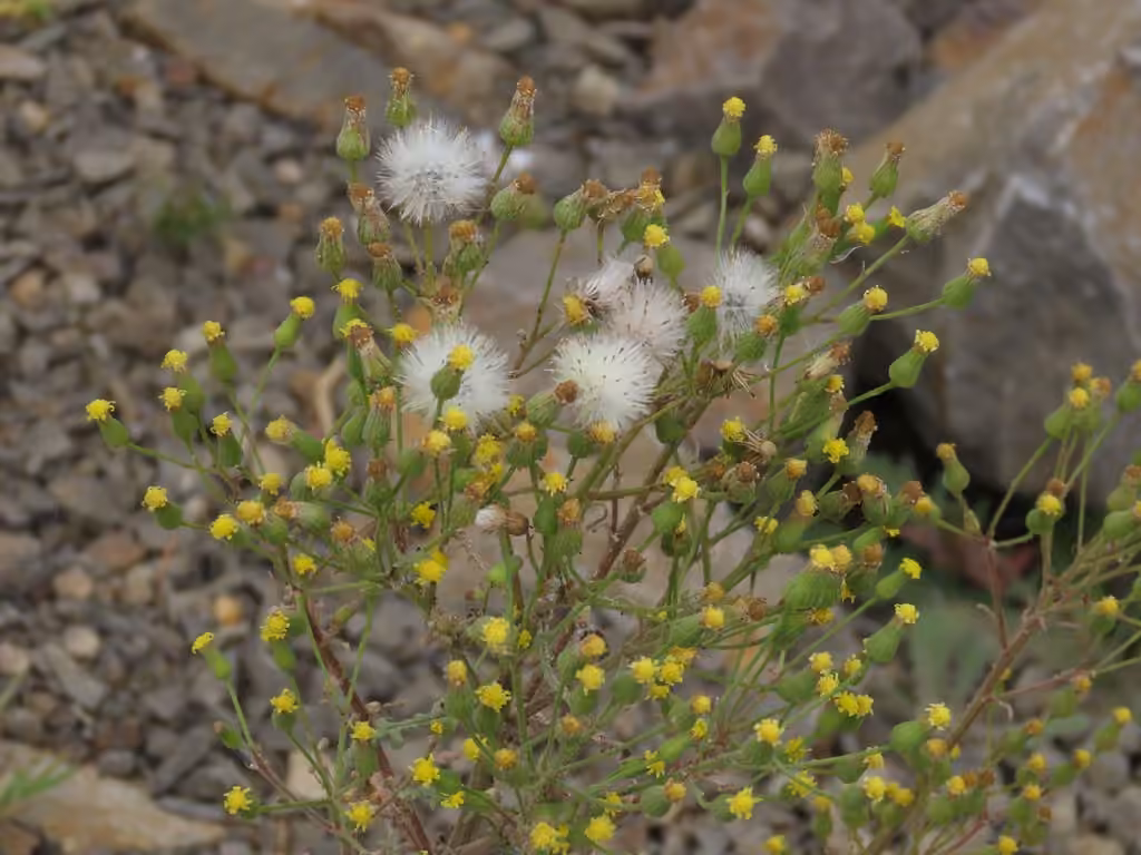 Woodland ragwort, In flower