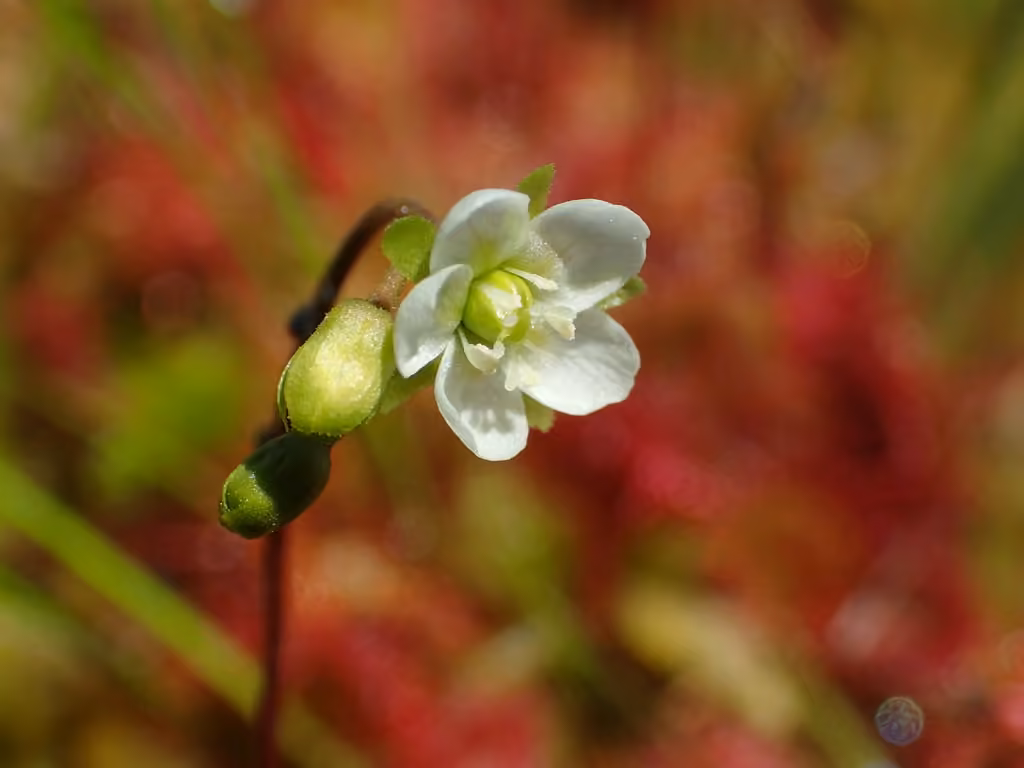 Droséra à feuilles rondes, En fleurs
