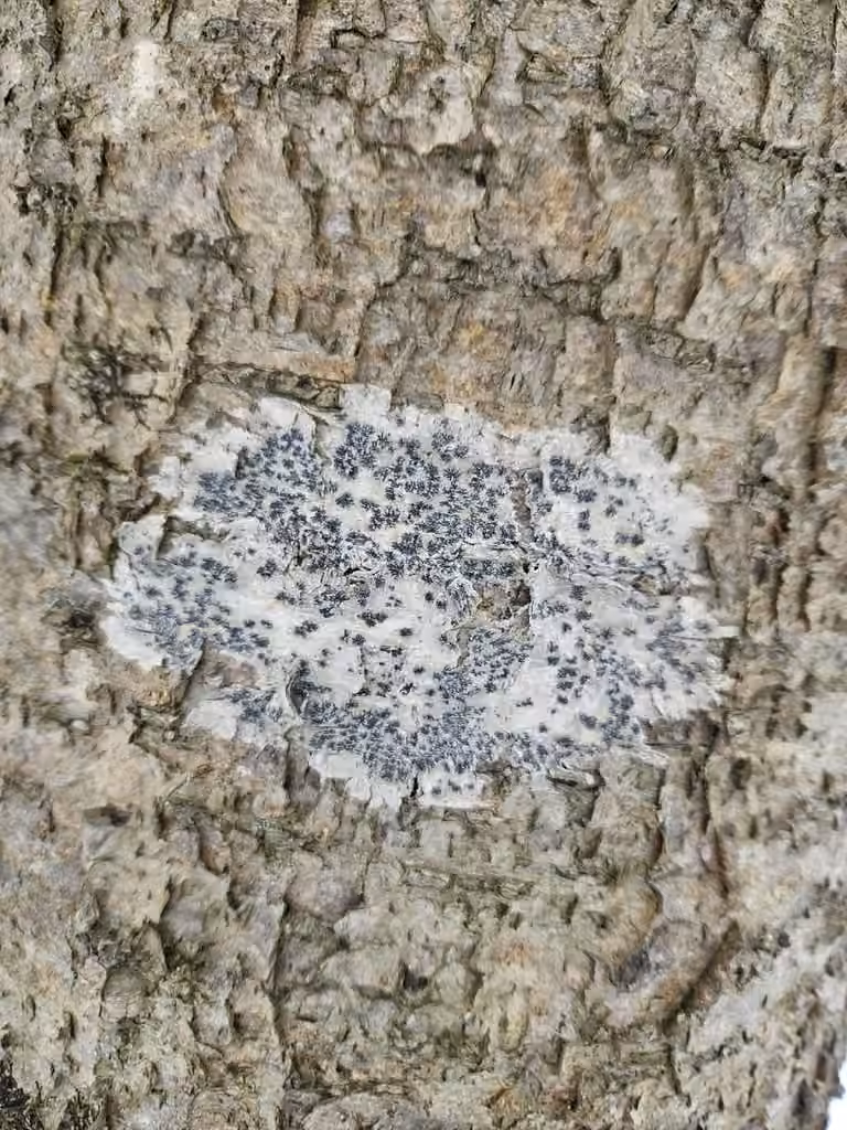 Lichen tache rayonnant, photo 3 sur 5