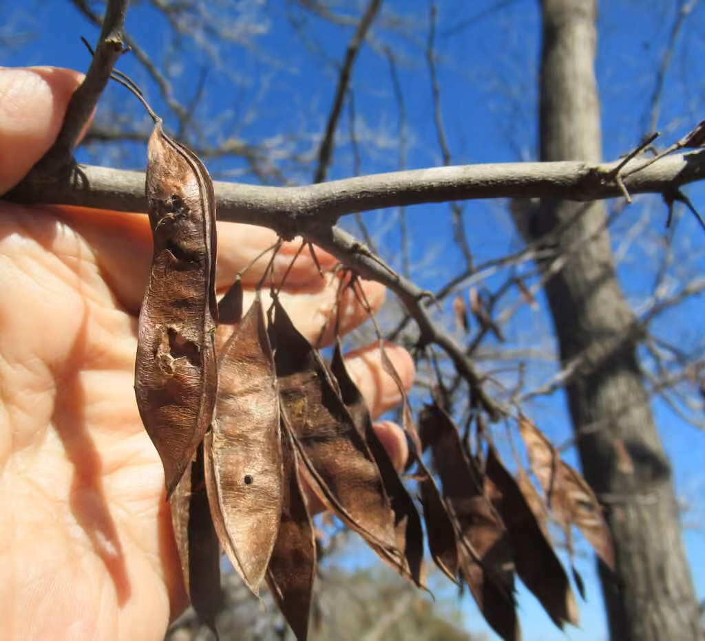 Redbud, In fruit