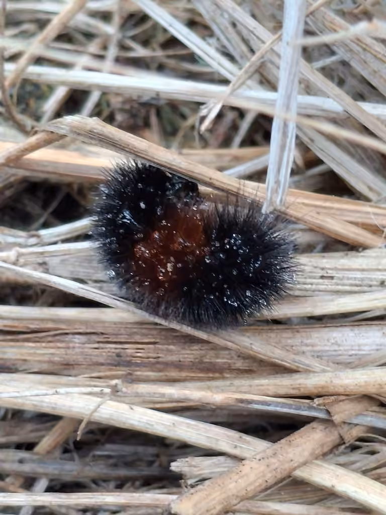 Isia isabelle, Chenille