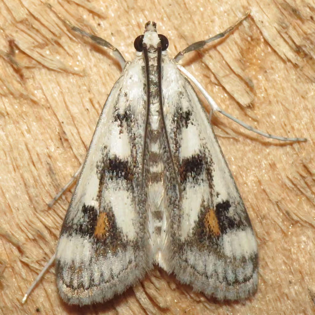 Polymorphic Pondweed Moth, photo 3 of 5
