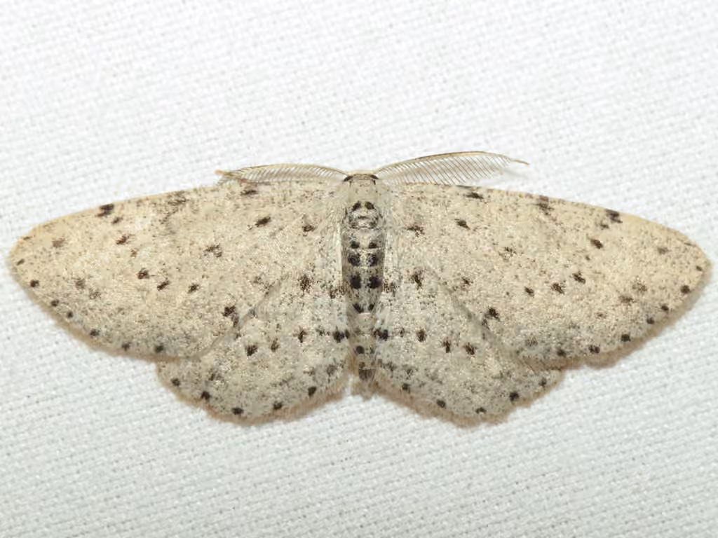 Dotted Gray, photo 3 of 5