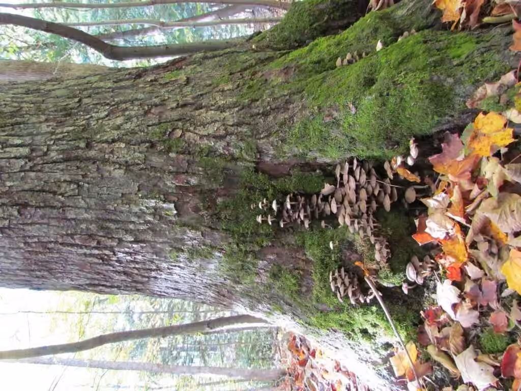 Homophron cernuum, photo 2 sur 5
