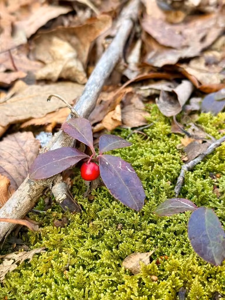 Thé des bois, En fruits