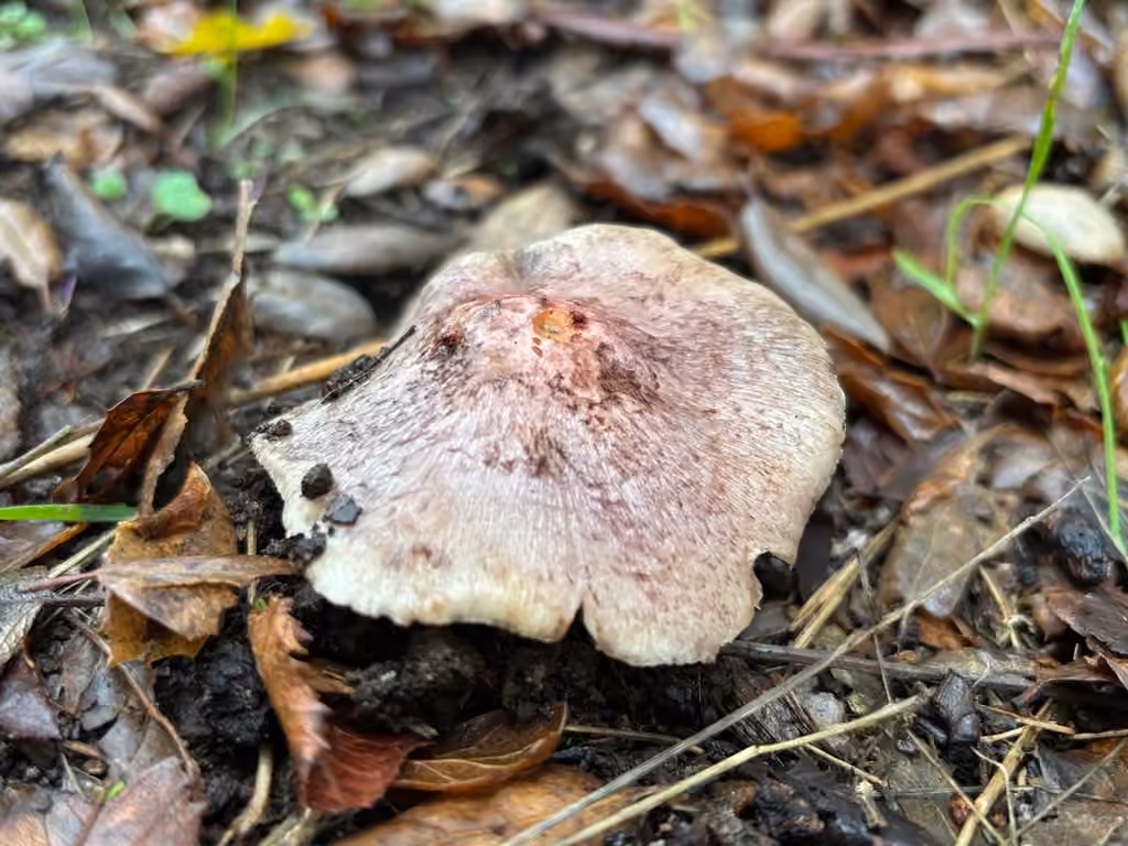 Inocybe du Jura, photo 2 sur 5