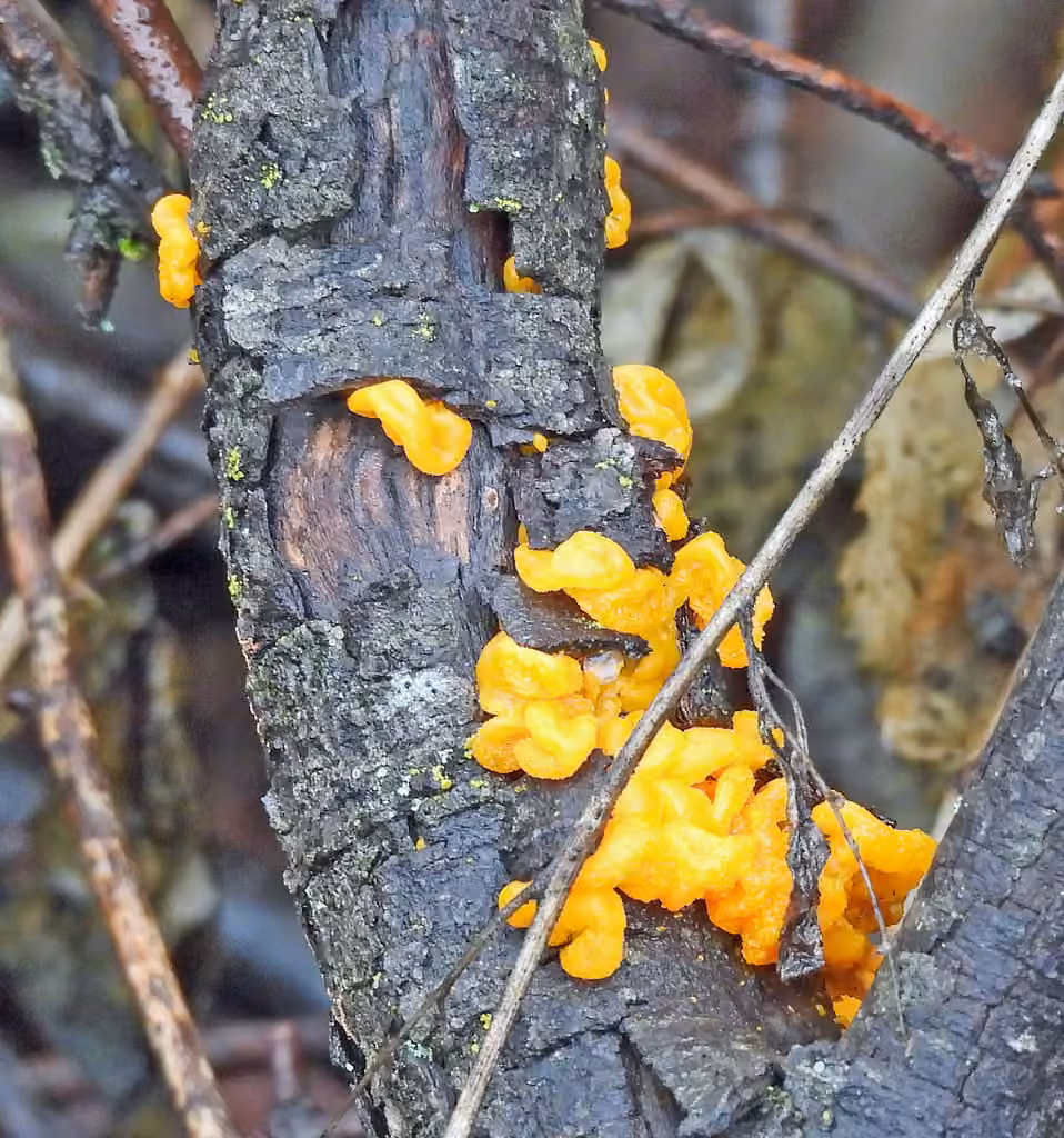 Trémelle à spores jaunes, photo 3 sur 5