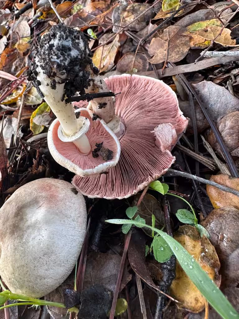 Agaric de Californie, photo 3 sur 5