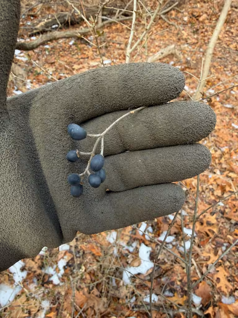 Border privet, In fruit