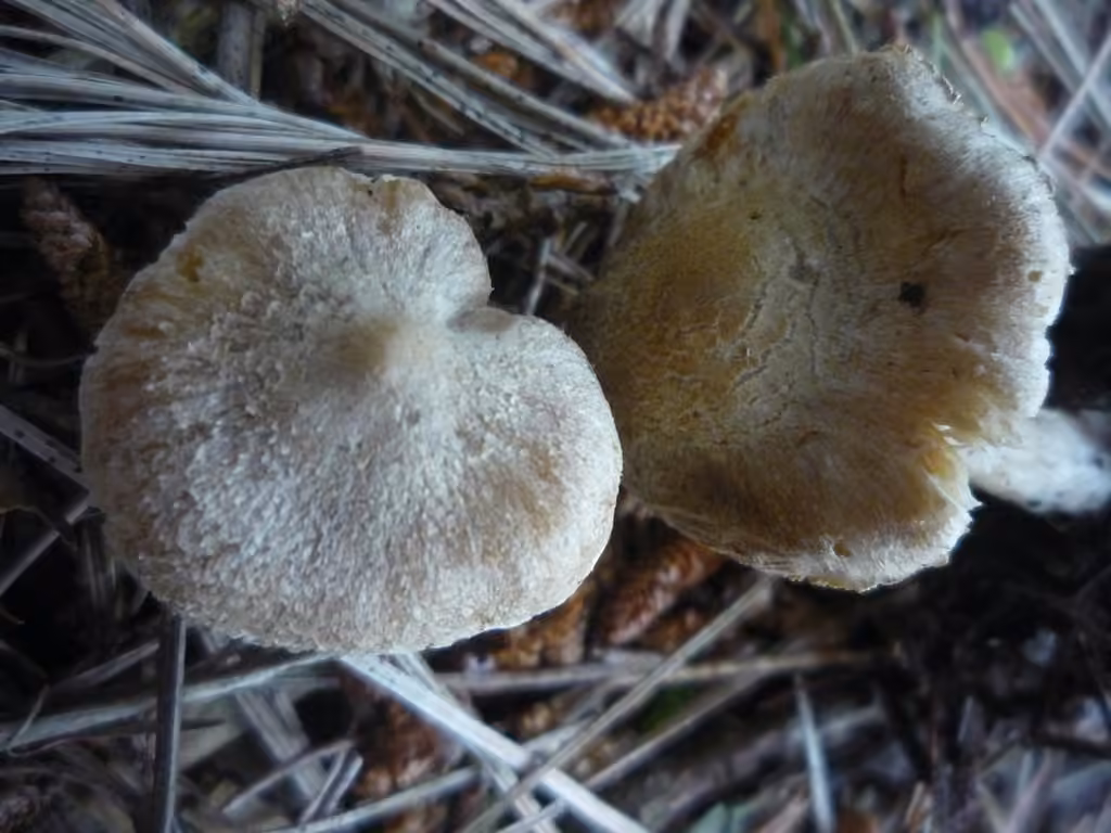 Beige Fibrecap, photo 2 of 5