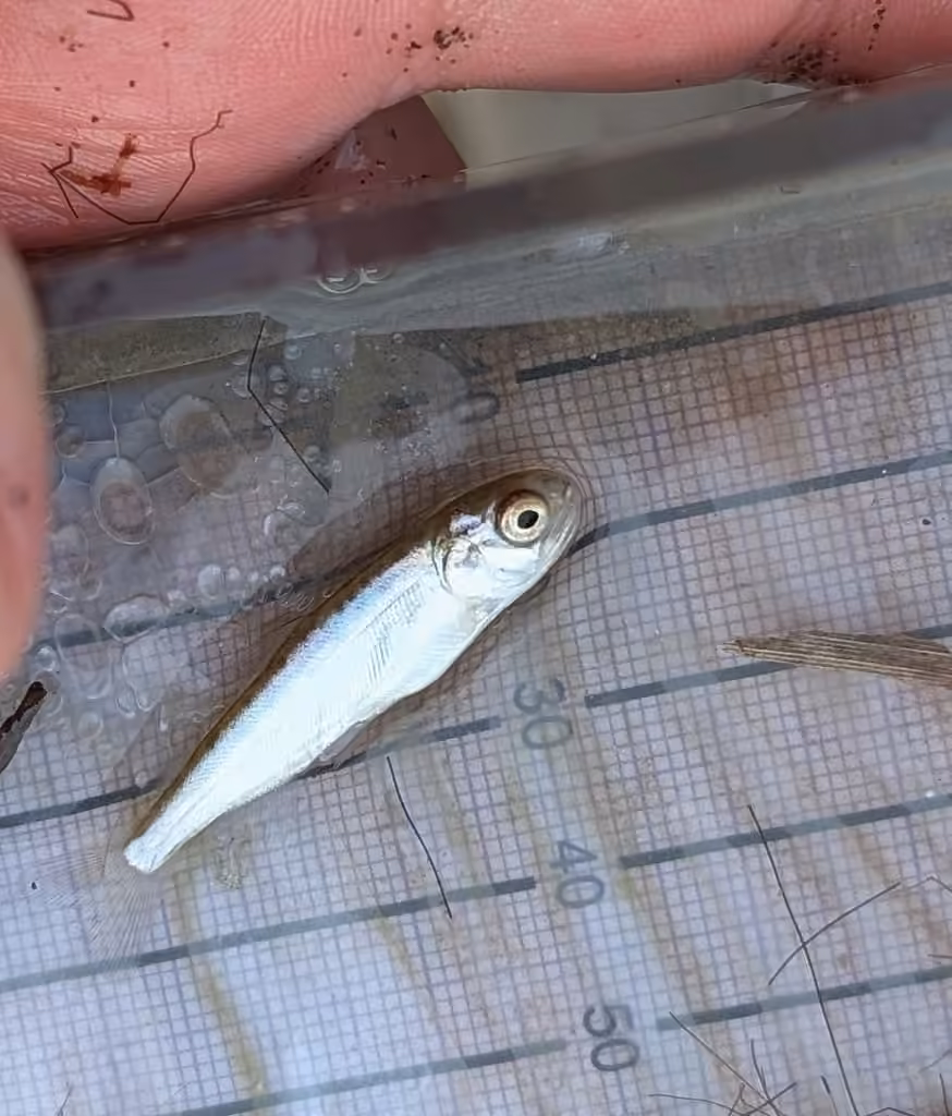Saumon chinook, Juvénile
