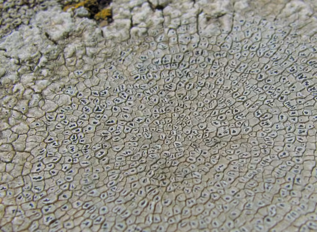 Aspicilie chaux, photo 3 sur 4