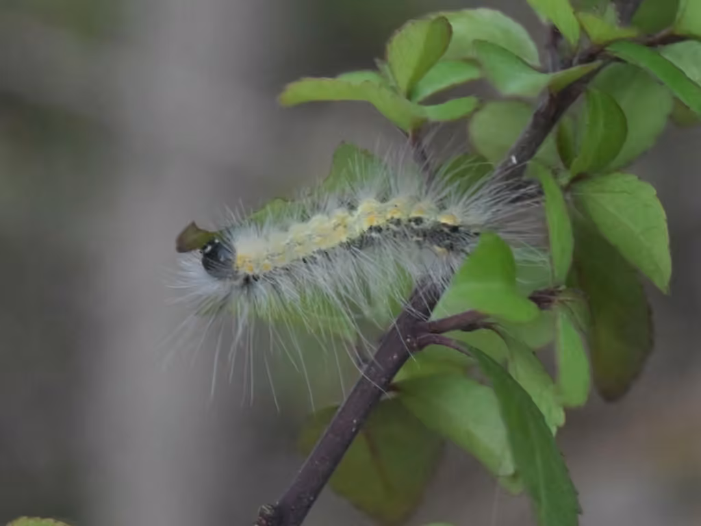 Fall Webworm Moth, Caterpillar