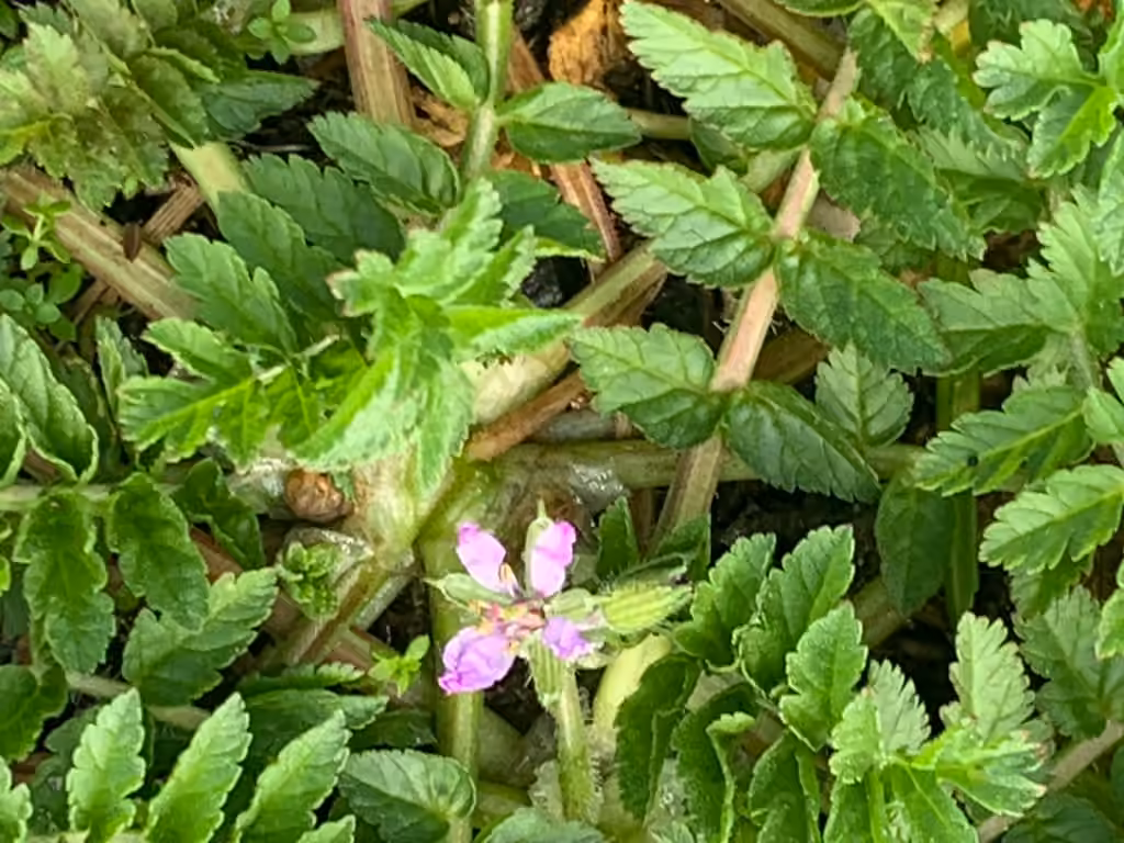 Érodium musqué, En fleurs