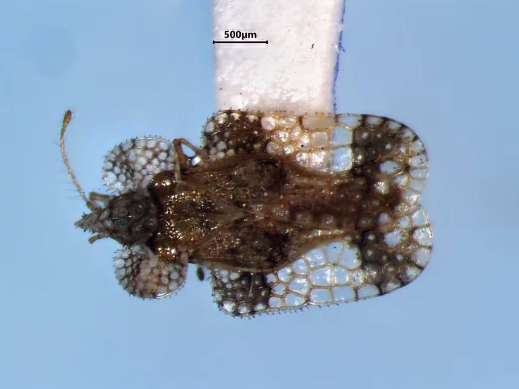 Punaise à dentelle de l'aulne, Femelle adulte