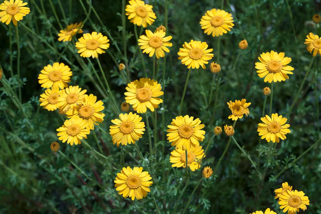 Camomille jaune, photo 1 sur 5