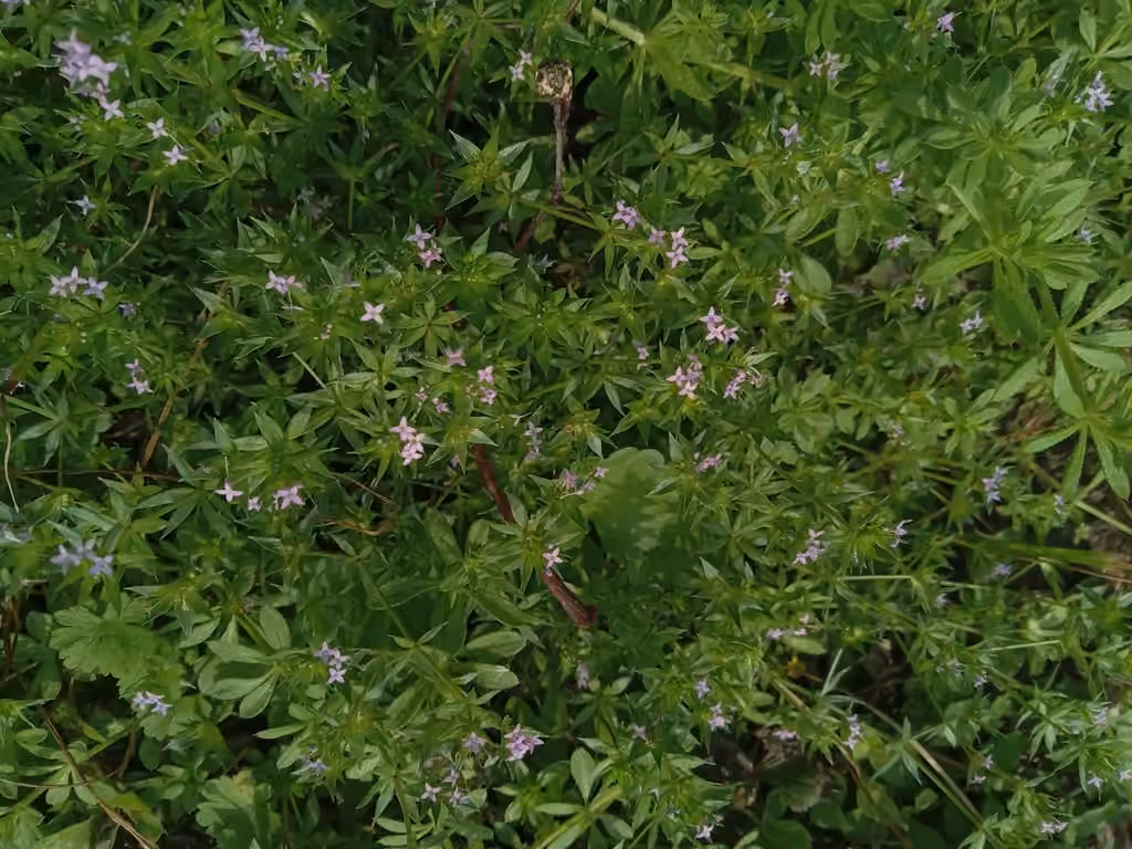 Shérardie des champs, En fleurs