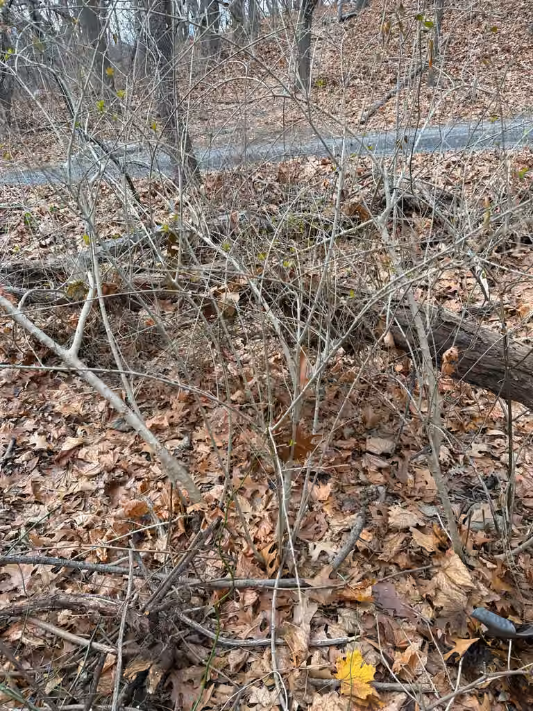 Border privet, No flowers or fruits