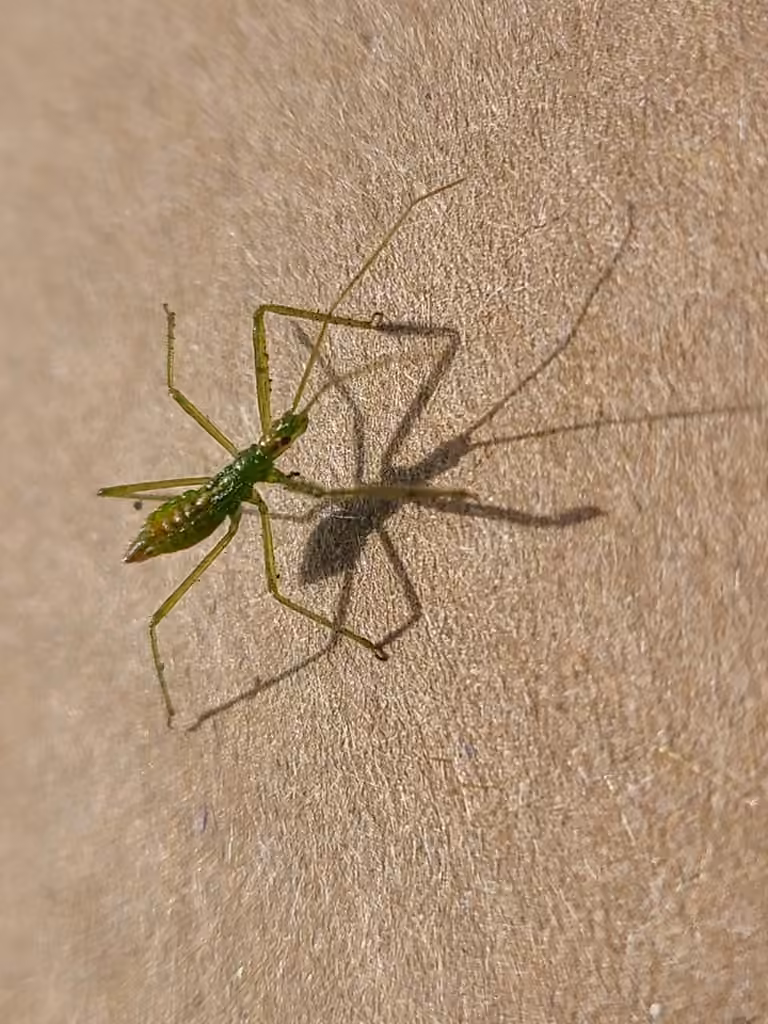 Réduve zèlé commun, Nymphe
