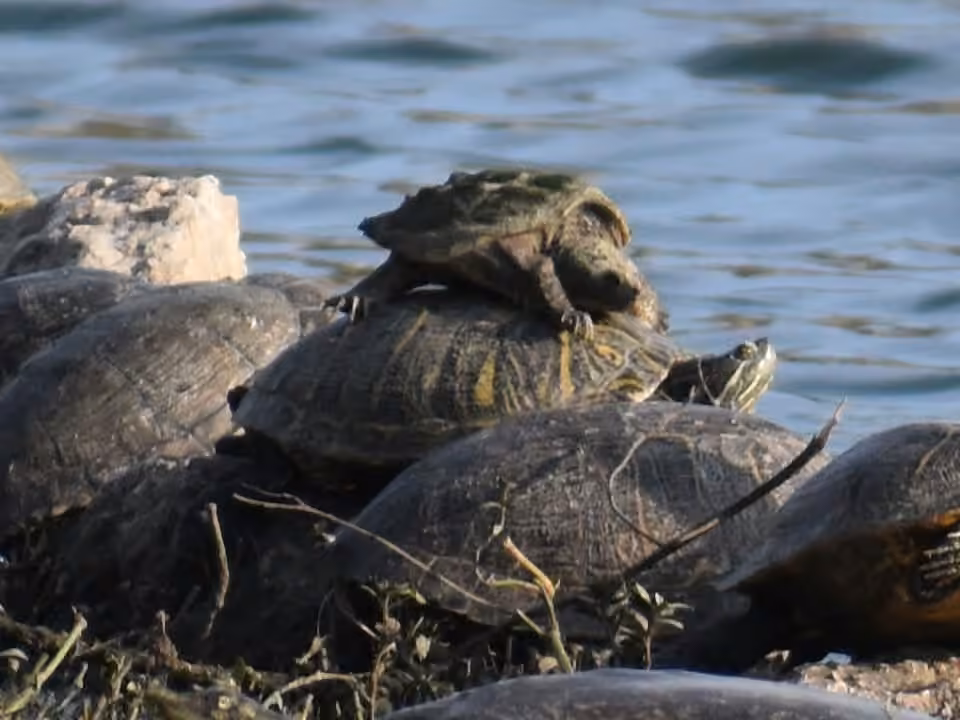 Tortue serpentine, Juvénile