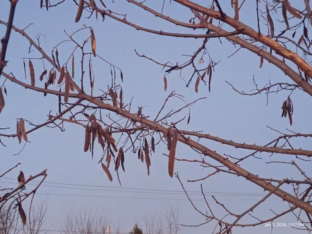 Black locust, Leafless