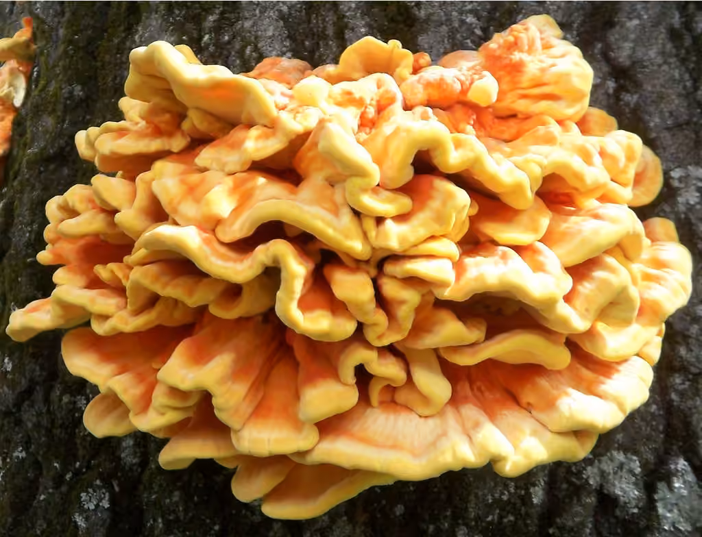 Polypore soufré