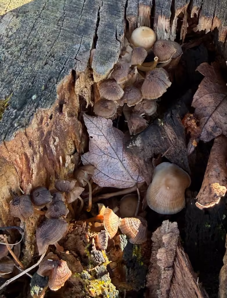 Mycena semivestipes, photo 2 of 5