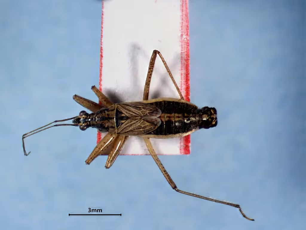 Broad Damsel Bug, Mâle